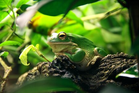 Frog terrarium amphibians