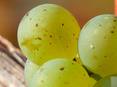 Vine cultivation wine