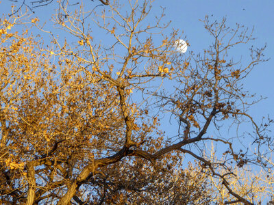Moon rises above a Cottonwood tree photo