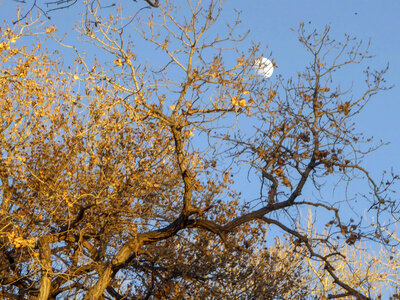 Moon rises above a Cottonwood tree