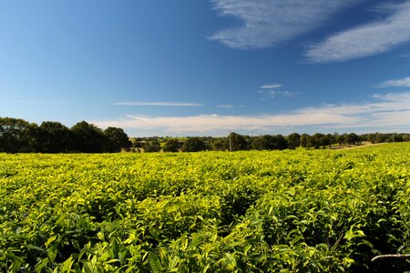 Field agriculture landscape photo