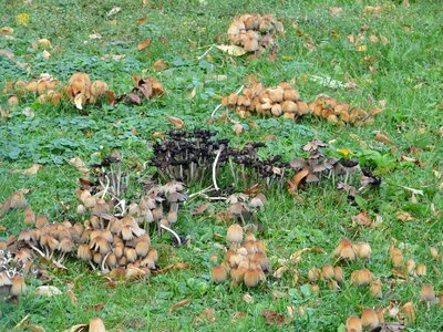 Mushrooms comatus relatives faserlingsverwandte photo