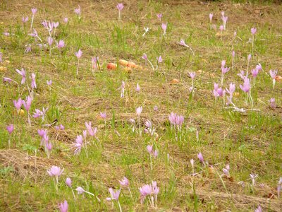 Herbstzeitlose meadow flower meadow photo