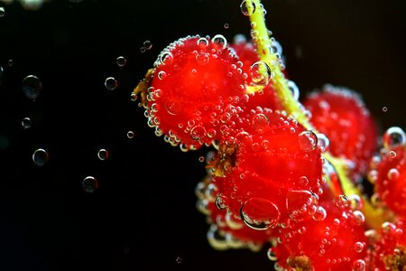 Beautiful Photo bubble currant