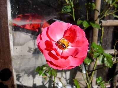 Nature plant flowers