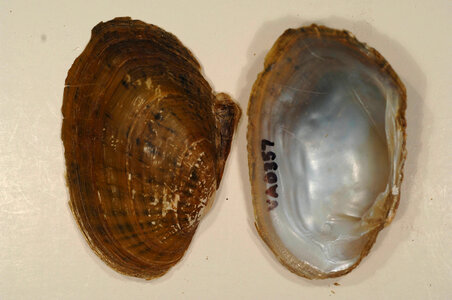 Ortmanniana pectorosa-1