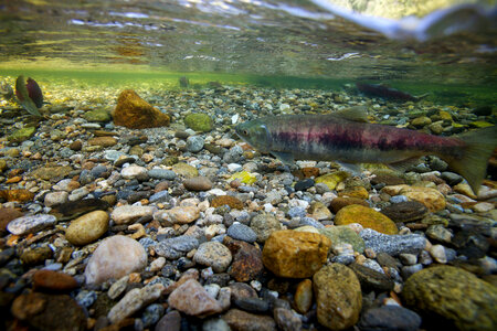 Sockeye salmon-3 photo