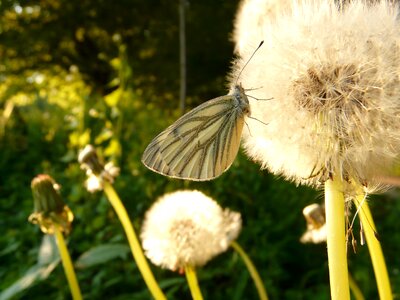 Dandelion seeds flower photo