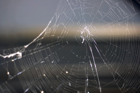 spider web photo