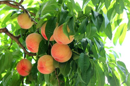 Peach fruit summer