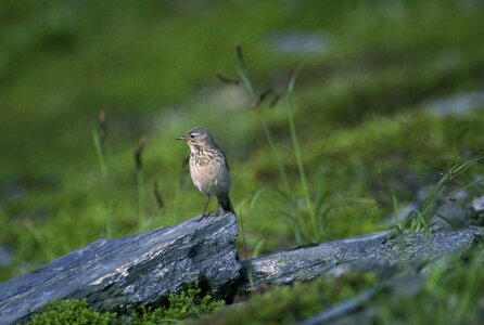 American bird pipit