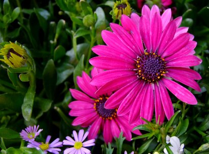 Purple pink blossom photo