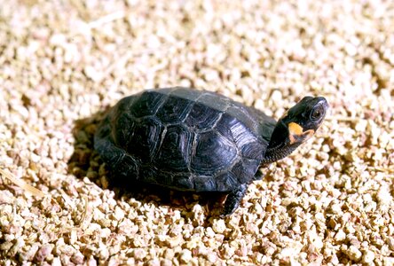 Little rocks tortoise