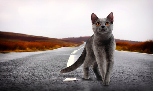 Cat on the road staring up photo