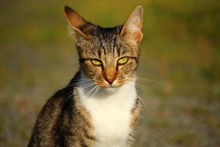 Animal cat claw photo