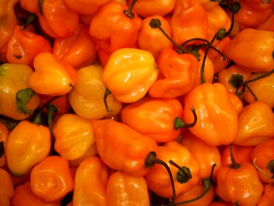 Hot peppers chillies hot photo