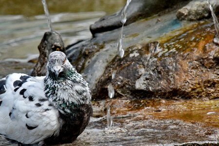 Bathing pigeon wild