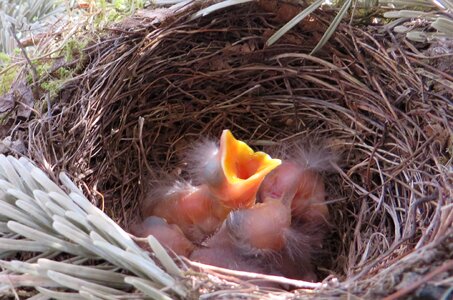 Nest young birds babies