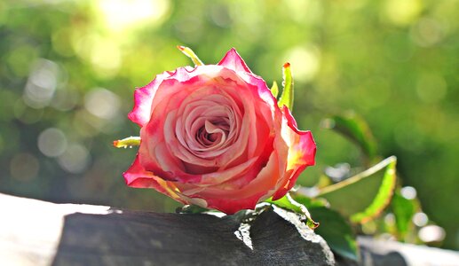 Beautiful Flowers beautiful photo blooming