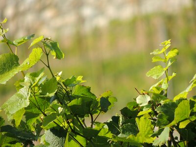Plant vine plantation