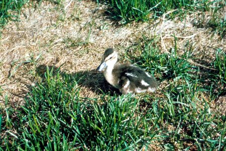 Anas Acuta duck teenage photo