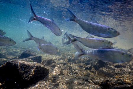  Alewife-1