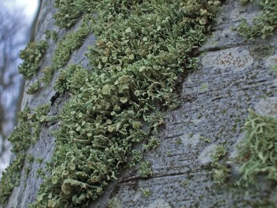 Moss algae mushroom