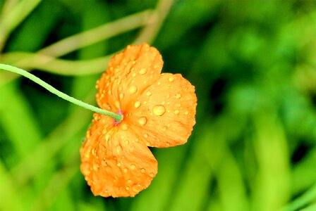 Spring plants beauty
