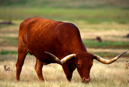Bovine bull grazing photo