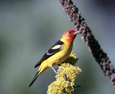 Western tanager photo