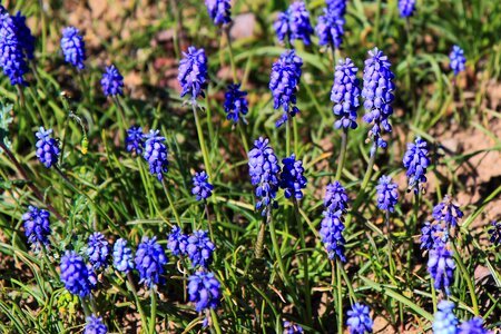 Flora flower garden photo