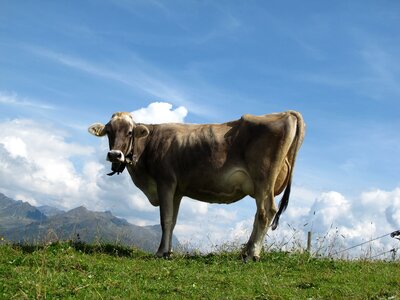 Brown cows agriculture