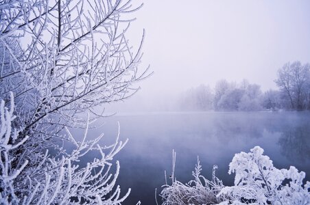 Snow vegetation frost