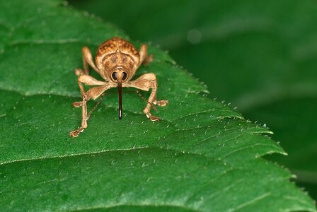 Curculionoidea bug close-up photo