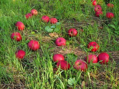 Red fruits orchard