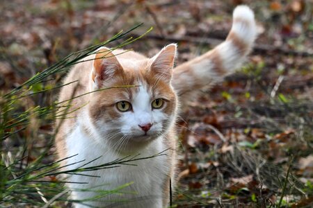 Animal beautiful photo cat