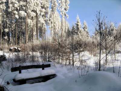 Bank trees firs photo