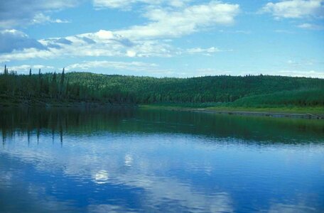 Lake Primula veris photo