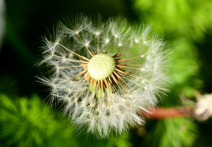 Seeds blown taraxacum officinale photo