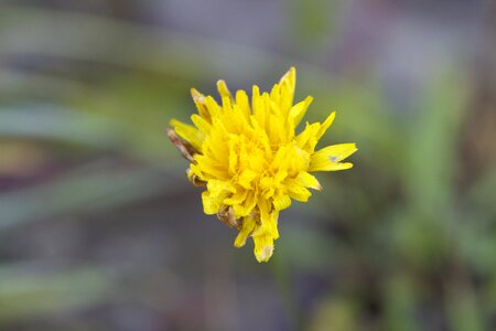 Flower yellow plant photo