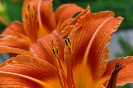 Close-Up flower garden flowers