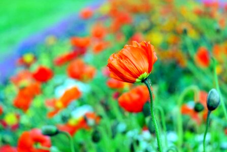 Agriculture beautiful flowers bloom