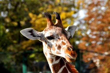 Head zoo mammal