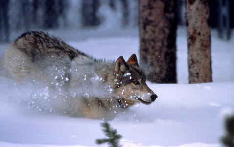 Wolf running in the snow in Yellowstone National Park, Wyoming photo
