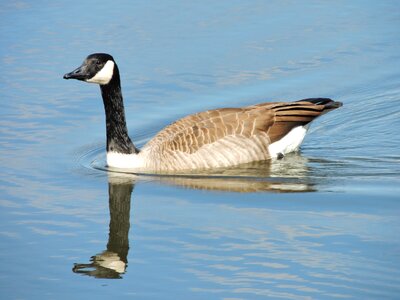 Bird nature reflection photo