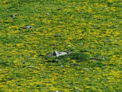 Green sea of flowers lonely