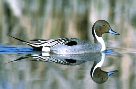 Anas Acuta bird water