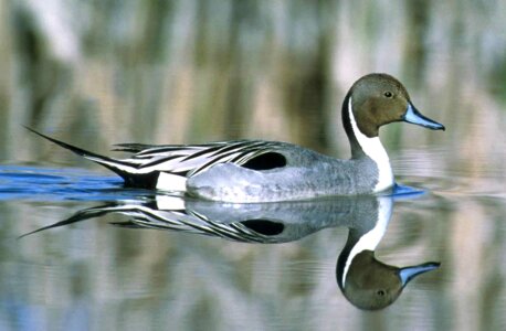 Anas Acuta bird water photo