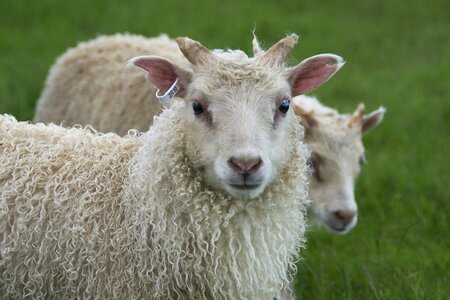Animals sheep lambs