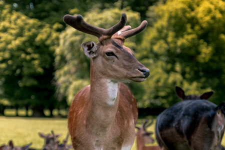 2 Beautiful portrait of deer at forest photo